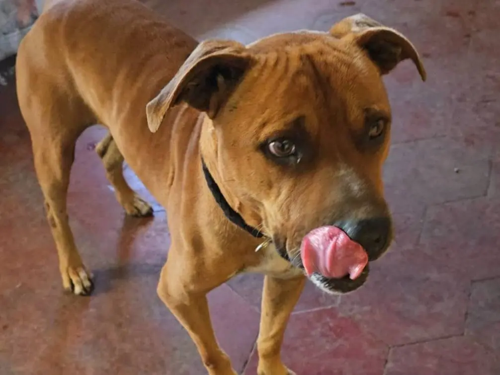 Vuoi adottare un cane a Roma?