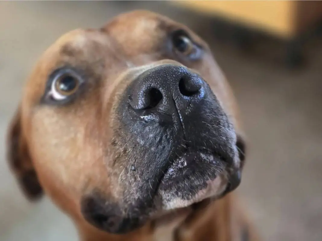 Adotta il cane Thy pitbull adulto a Roma
