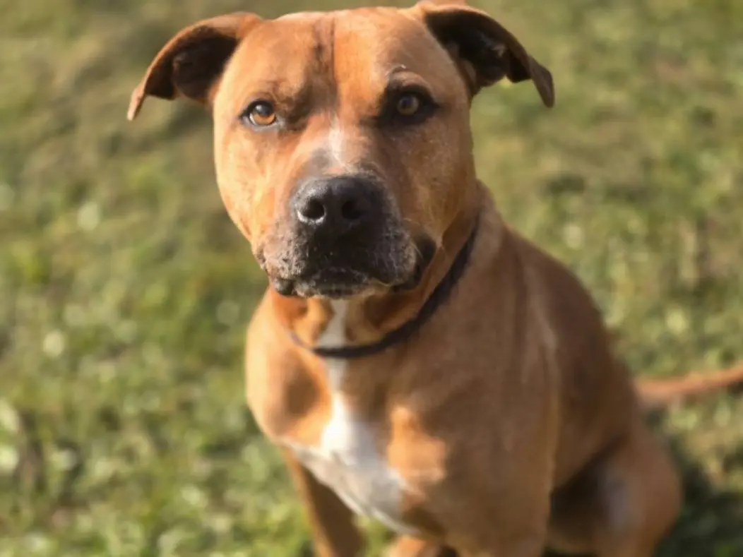 Adozione cane, maschio, Pitbull Razza sconosciuta, 7 anni e 5 mesi, taglia grande, Roma