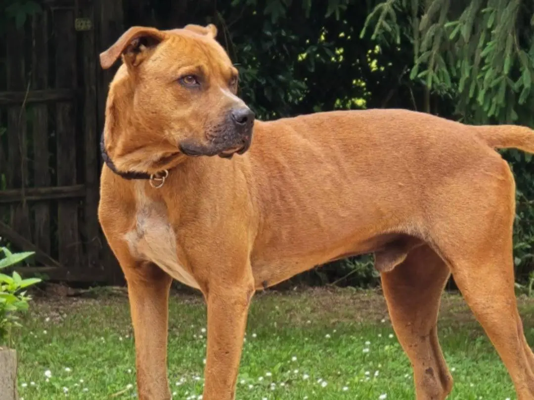 Adotta un cane, maschio, 7 anni e 5 mesi, Roma