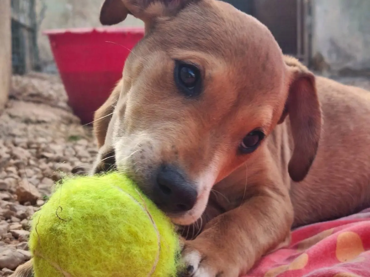 Adotta un cane, maschio, 2 mesi, Lecce