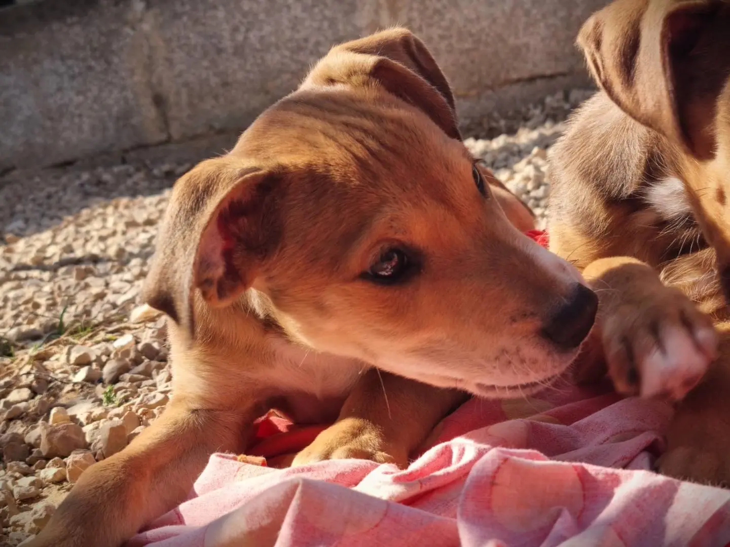 Adotta il cane Koa a Lecce