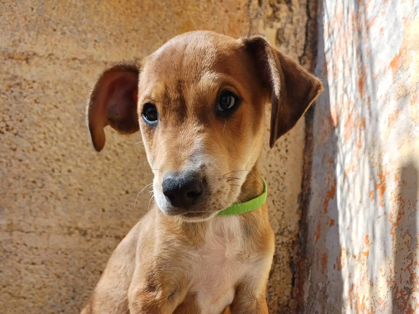 Adozione cane, maschio, Razza sconosciuta Razza sconosciuta, 2 mesi, taglia media contenuta, Lecce
