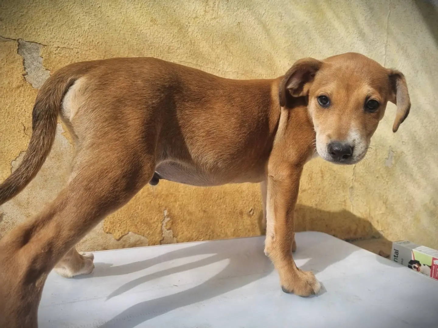 Vuoi adottare un cane a Lecce?
