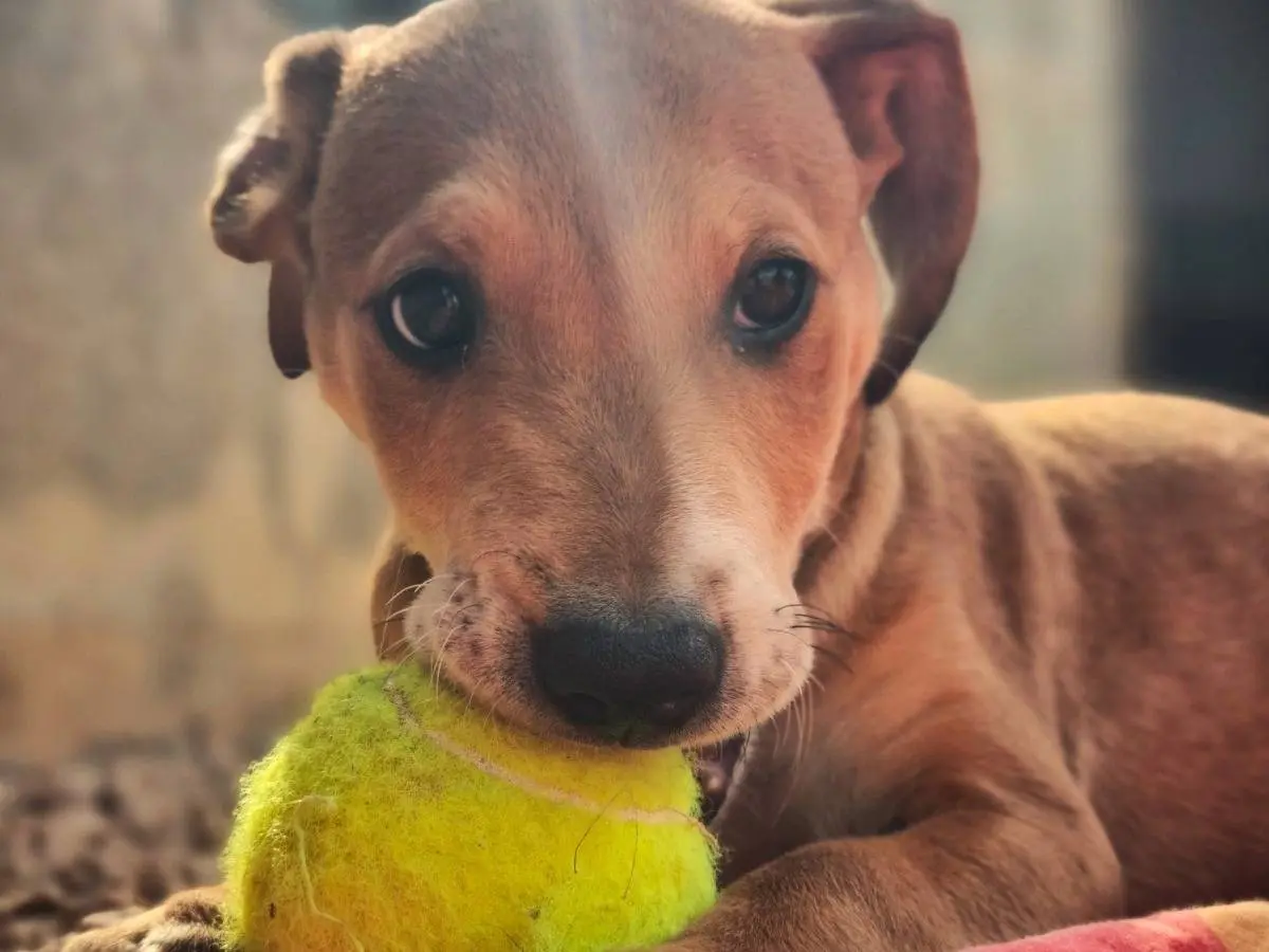 Adotta un cane, taglia media contenuta, maschio, Lecce