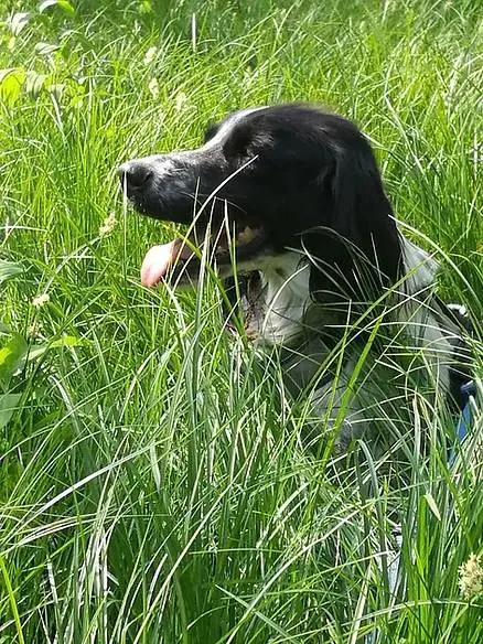 Adotta un cane, maschio, 13 anni, Como