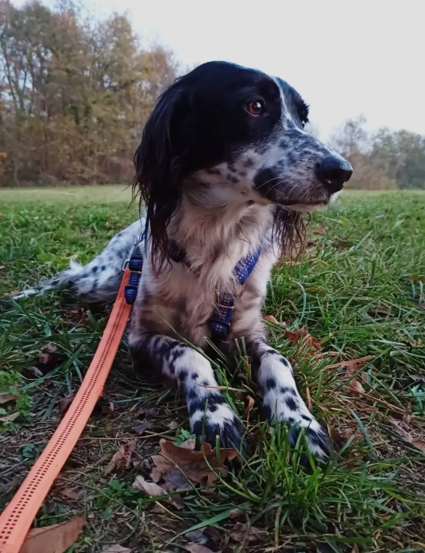 Adozione cane, maschio, Setter Inglese, 13 anni, taglia media contenuta, Como
