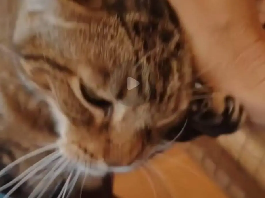 Adotta un gatto, maschio, 15 anni e 8 mesi, Roma