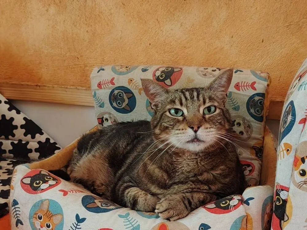 Adozione gatto, maschio, Razza sconosciuta Razza sconosciuta, 15 anni e 8 mesi, taglia non valida, Roma