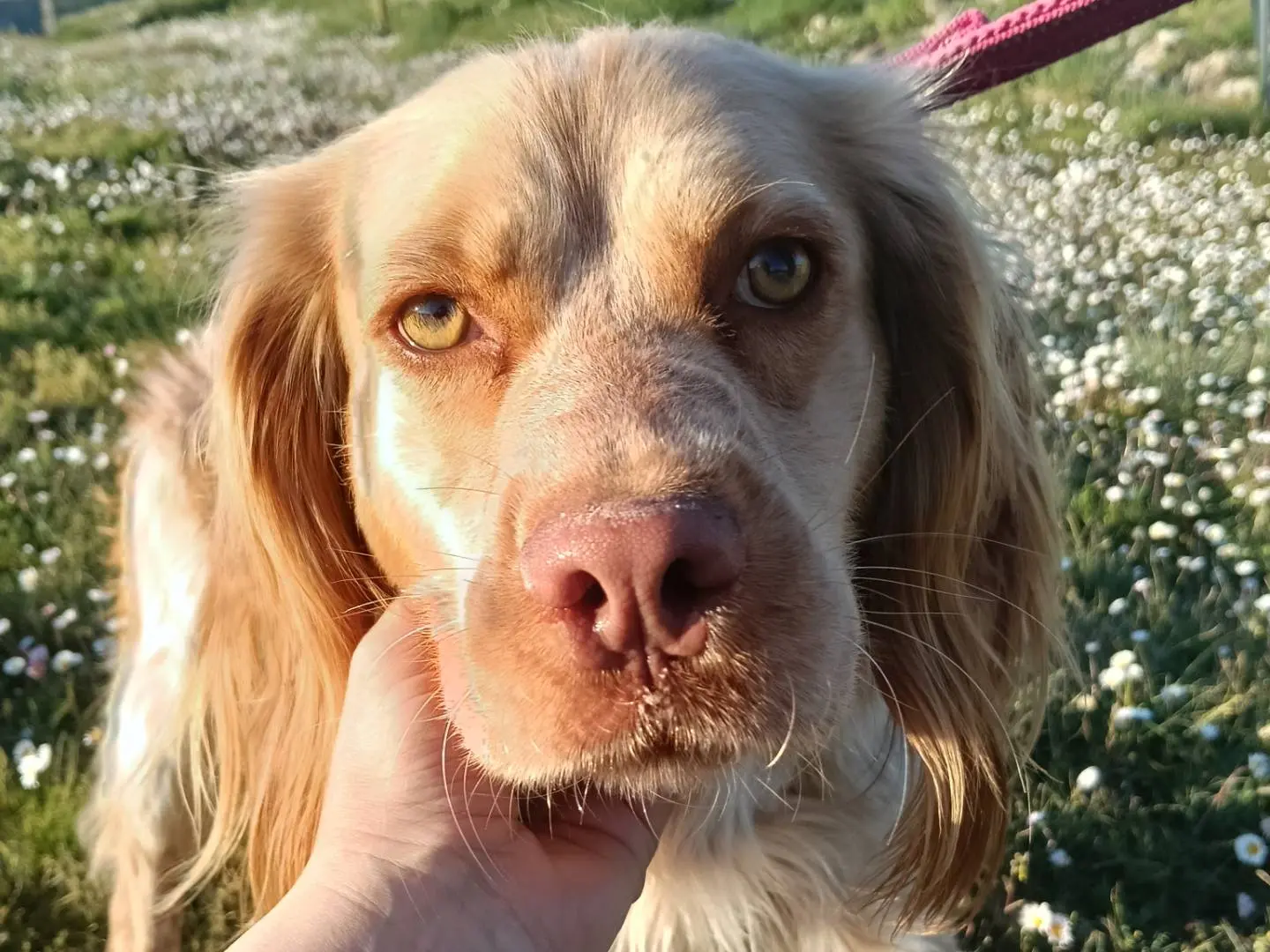 Adozione cane, maschio, Breton Spaniel, 3 anni e 7 mesi, taglia media, Pisa