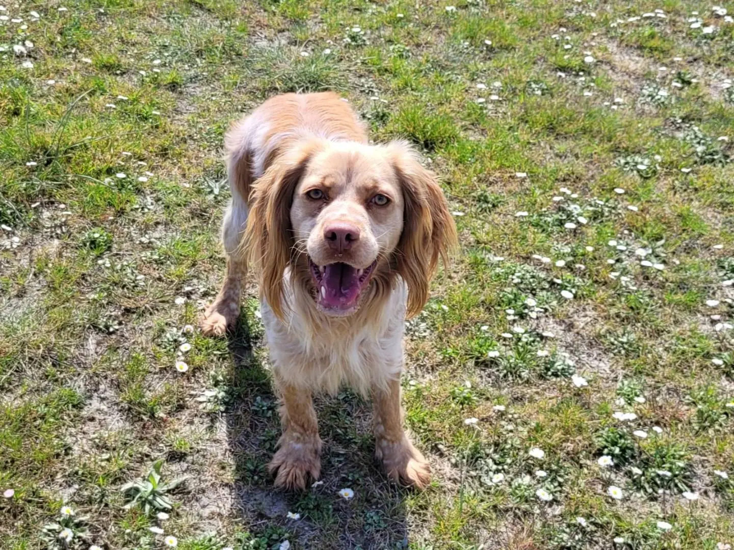 Adotta un cane, taglia media, maschio, Pisa