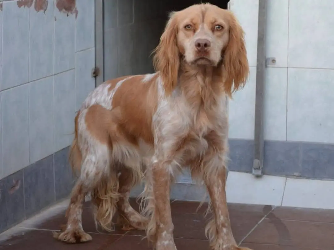 Vuoi adottare un cane a Pisa?