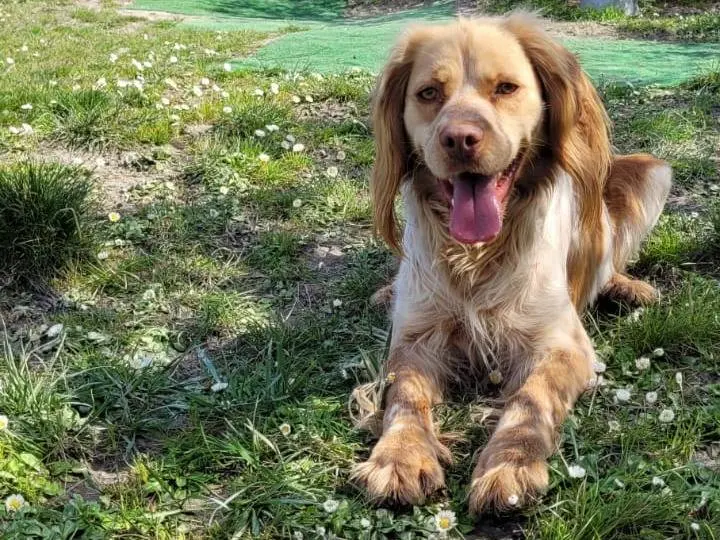 Adotta un cane, maschio, 3 anni e 7 mesi, Pisa