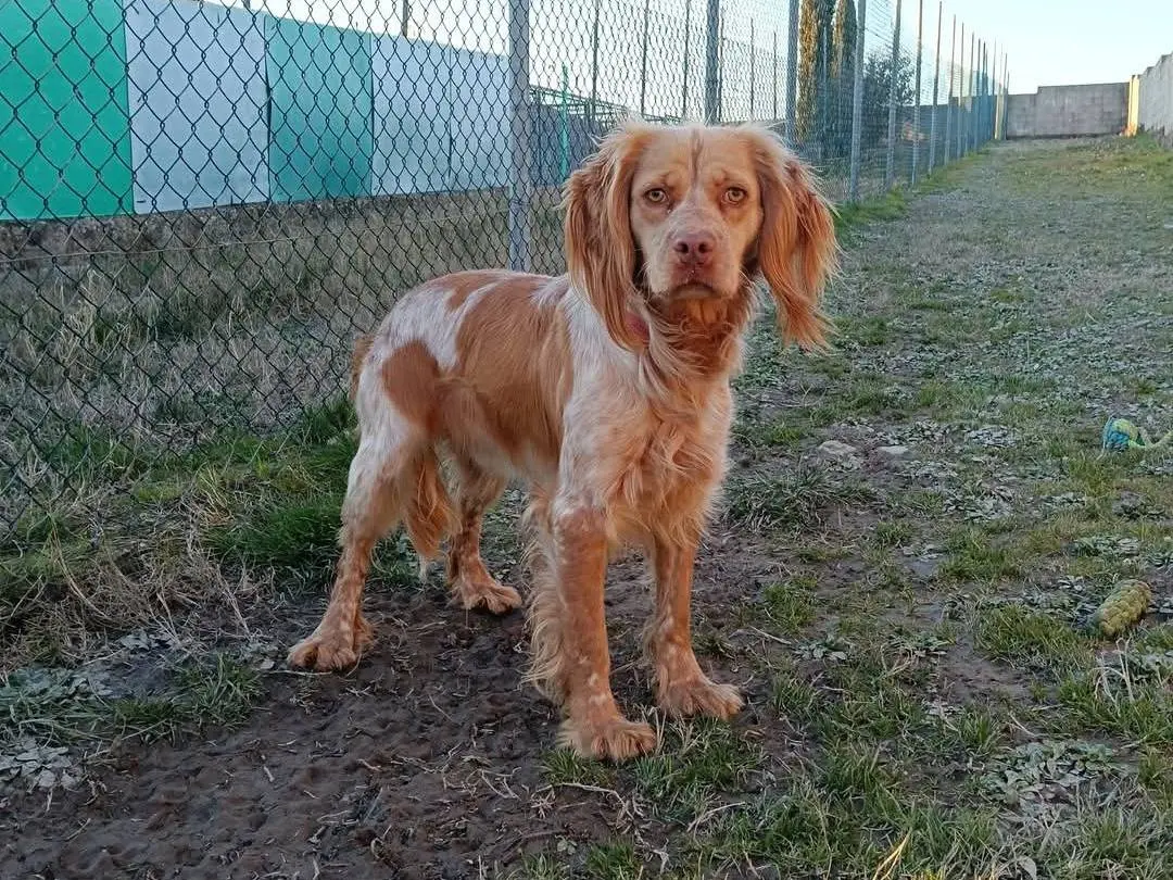 Adotta il cane Diego a Pisa