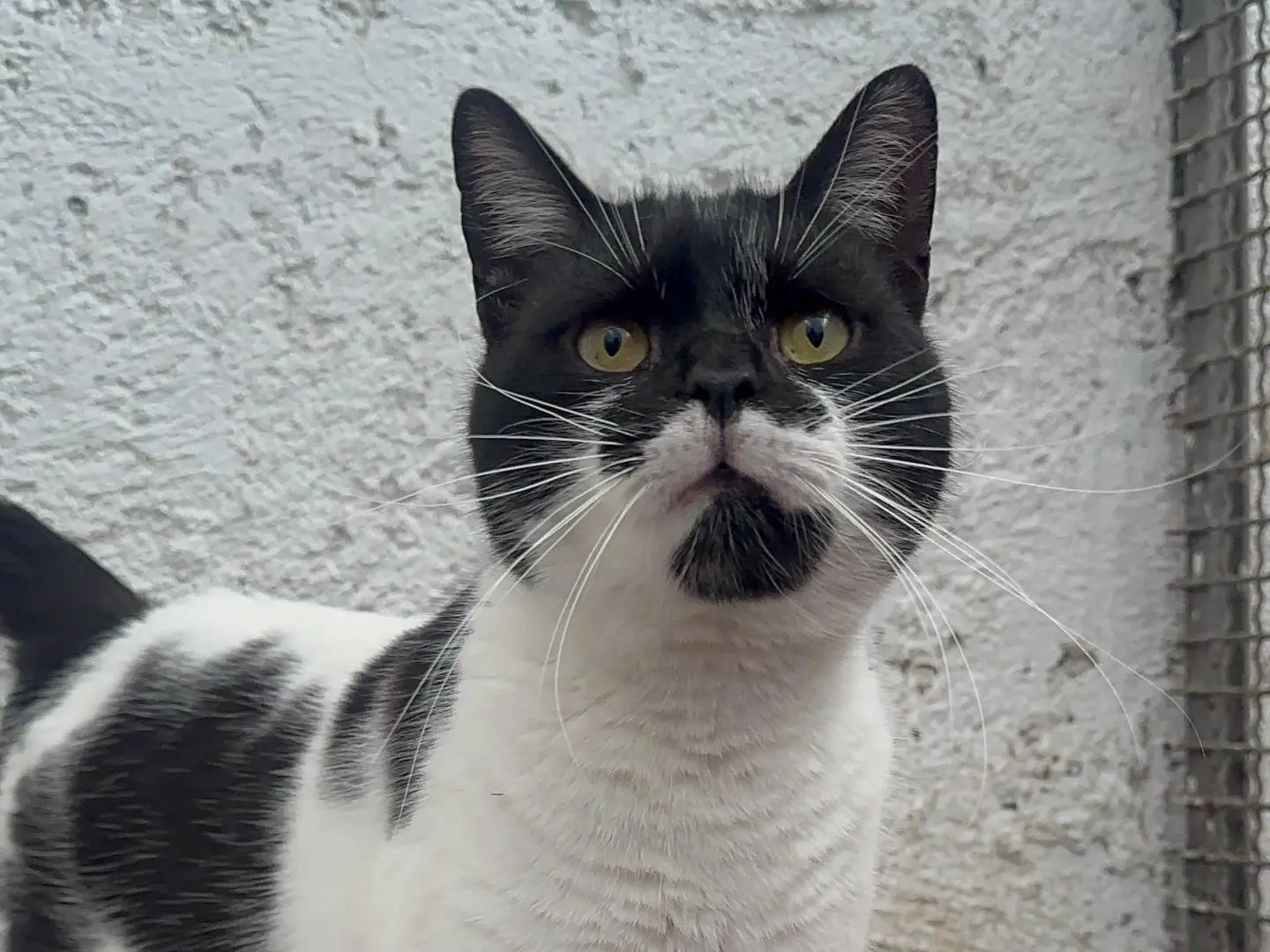 Adozione gatto, maschio, Razza sconosciuta Razza sconosciuta, 2 anni e 4 mesi, taglia non valida, Roma