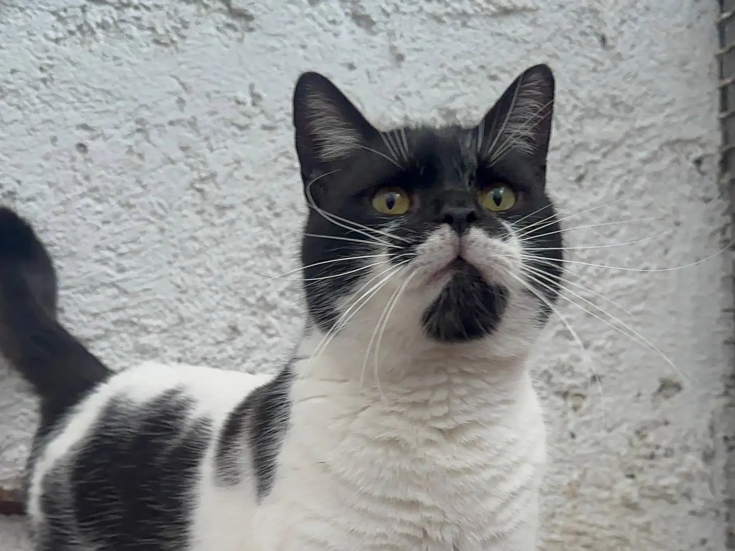 Adotta un gatto, maschio, 2 anni e 4 mesi, Roma