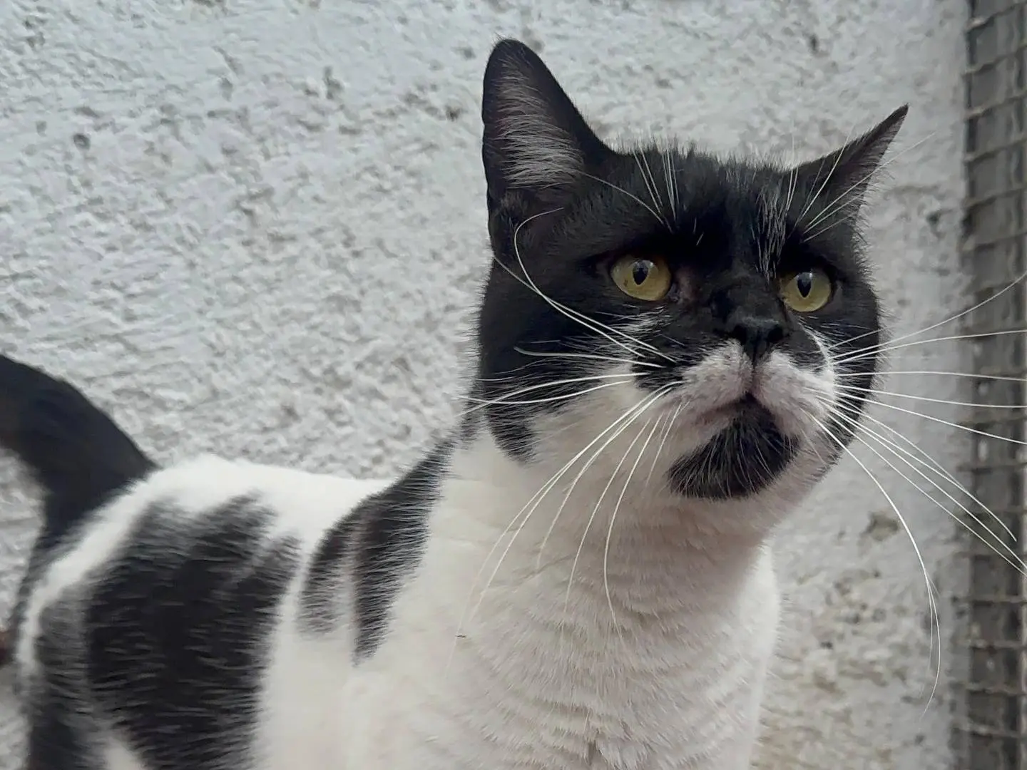 Adotta un gatto, taglia non valida, maschio, Roma