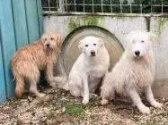 Adotta un cane, femmina, 7 anni e 8 mesi, Frosinone