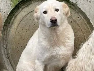 Adozione cane, femmina, Razza sconosciuta Razza sconosciuta, 7 anni e 8 mesi, taglia media, Frosinone