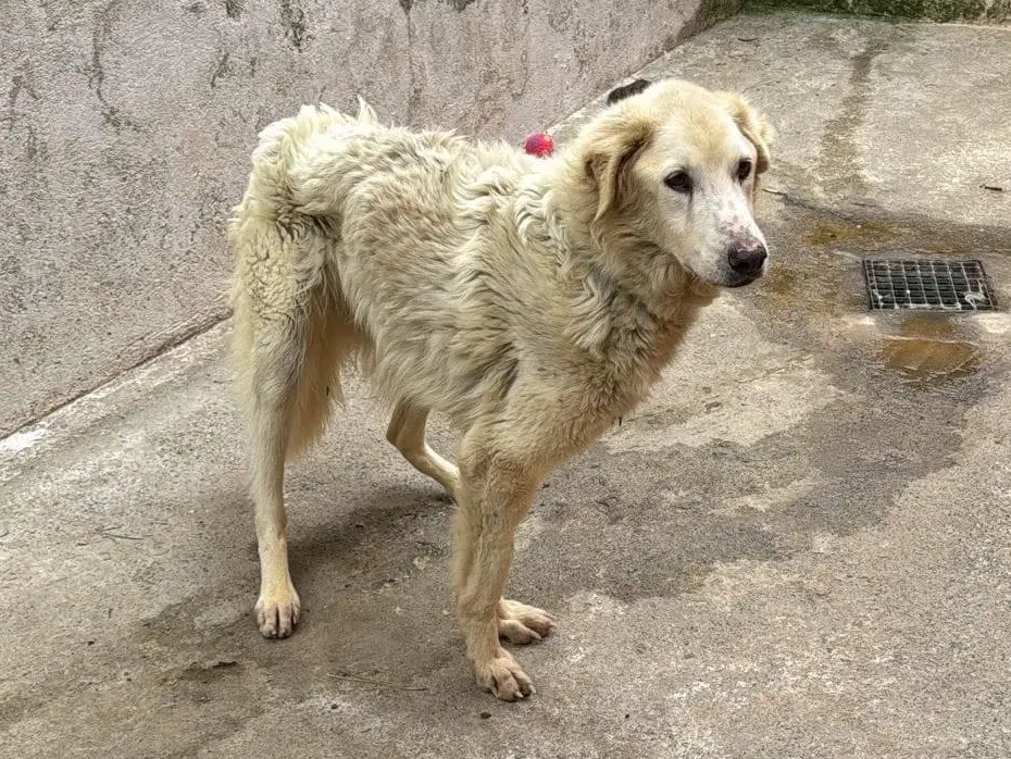 Adozione cane, femmina, meticcio, 11 anni e 7 mesi, taglia media, Catanzaro
