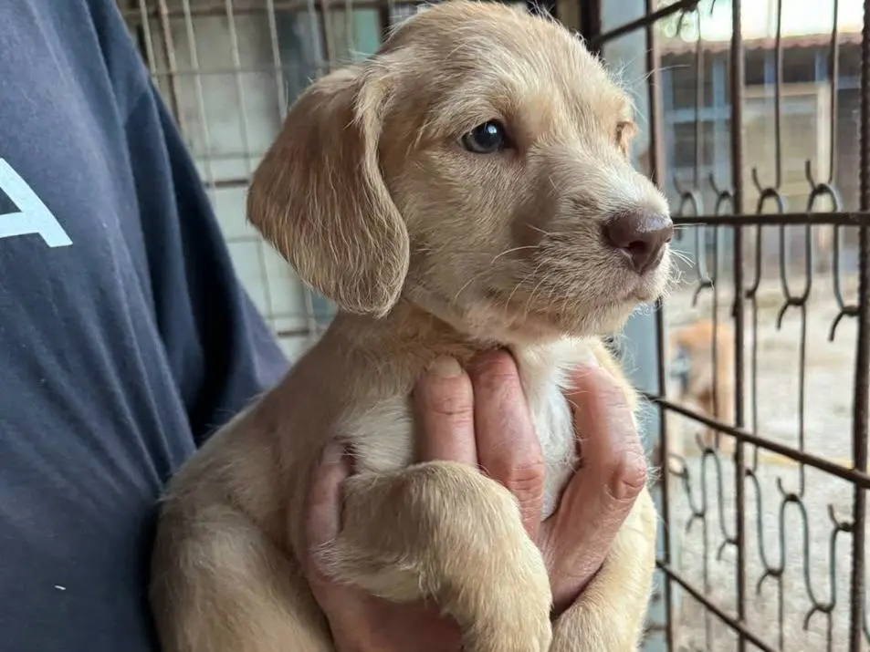 Adotta un cane, taglia media, femmina, Teramo