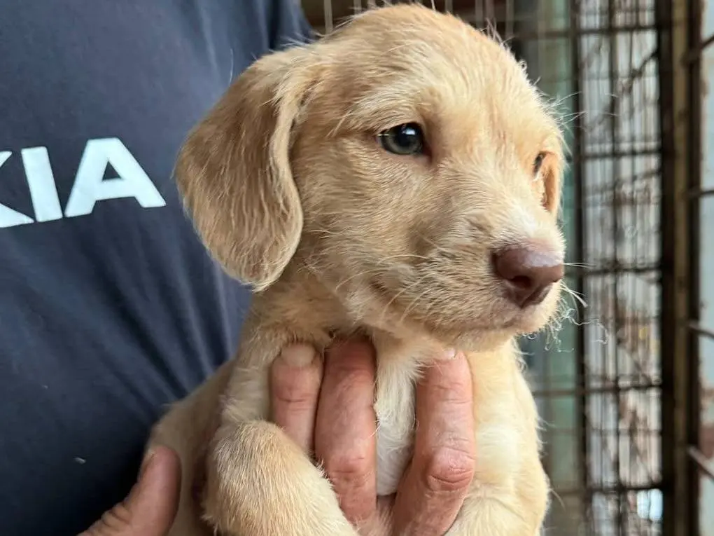 Adotta un cane, femmina, 2 mesi, Teramo
