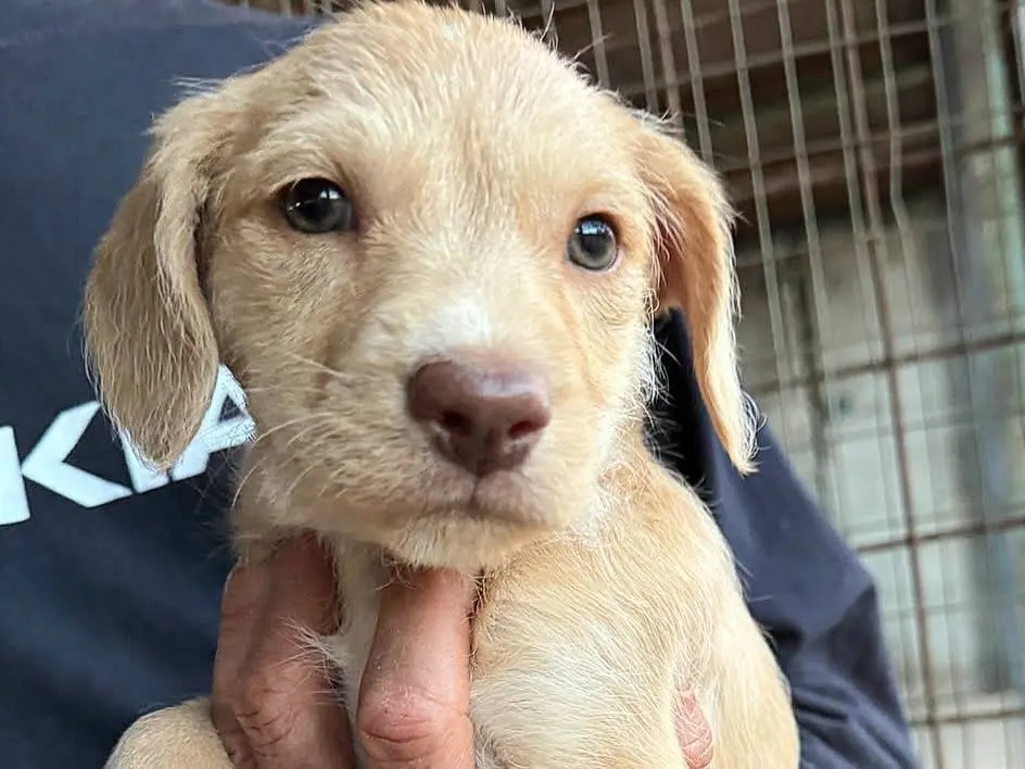 Vuoi adottare un cane a Teramo?