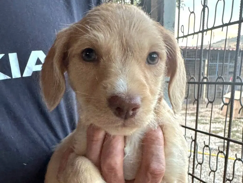 Adozione cane, femmina, Razza sconosciuta Razza sconosciuta, 2 mesi, taglia media, Teramo
