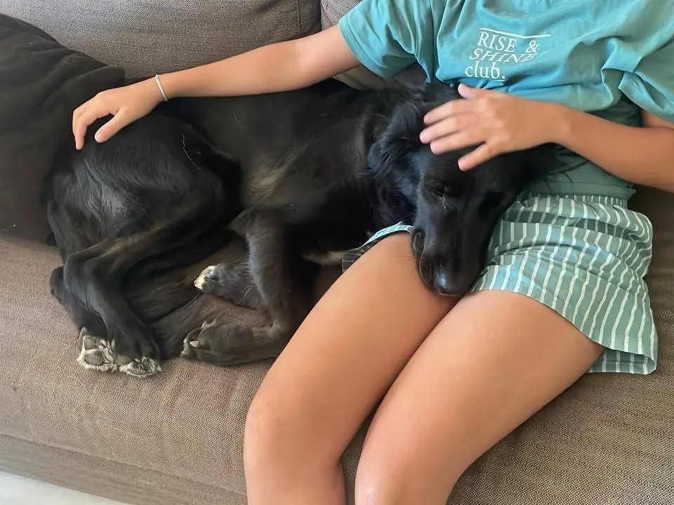 Vuoi adottare un cane a Milano?