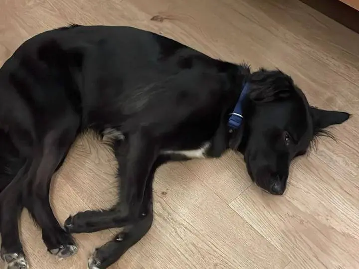 Adotta il cane Blackie a Milano