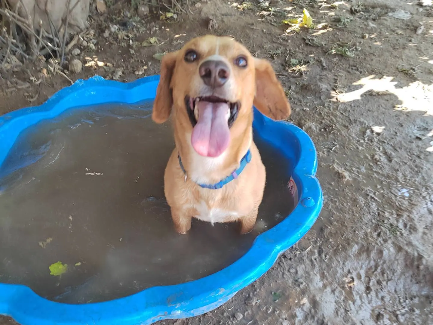 Adotta il cane Biagio a Ragusa