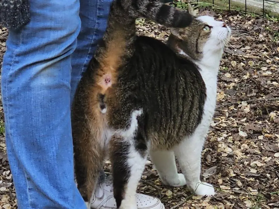 Vuoi adottare un gatto a Bologna?