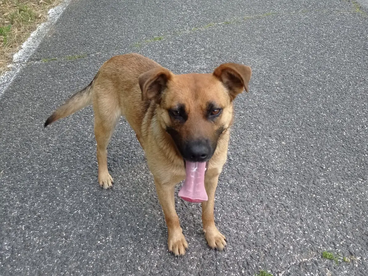 Vuoi adottare un cane a Roma?