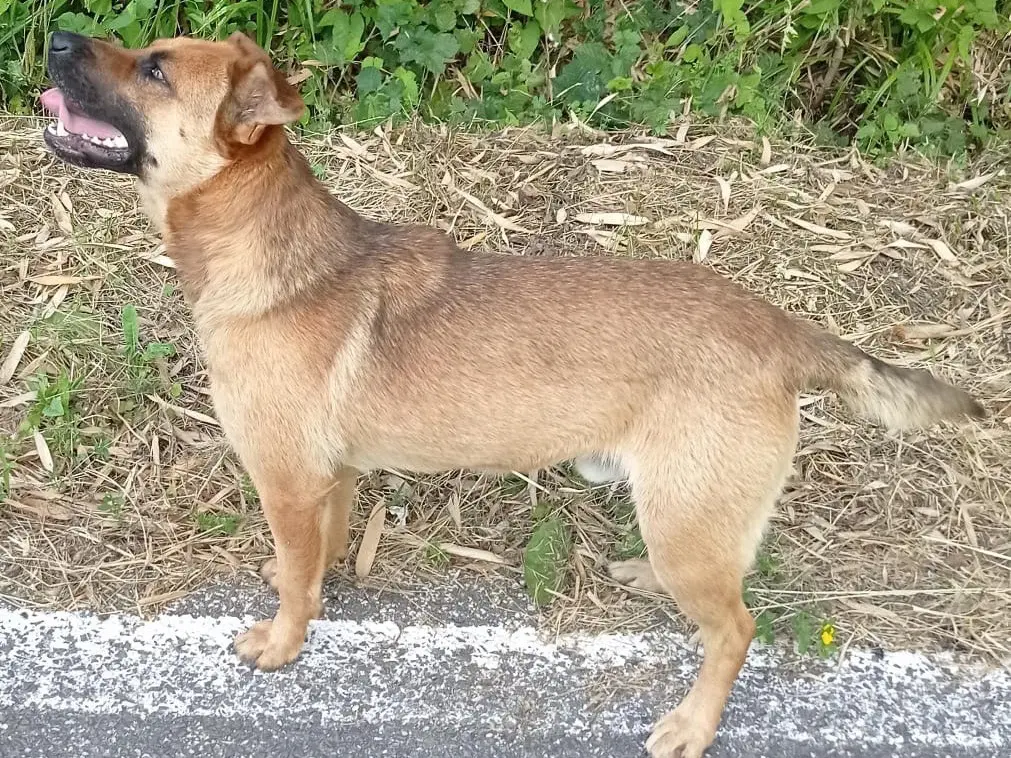 Adotta un cane, taglia media contenuta, maschio, Roma