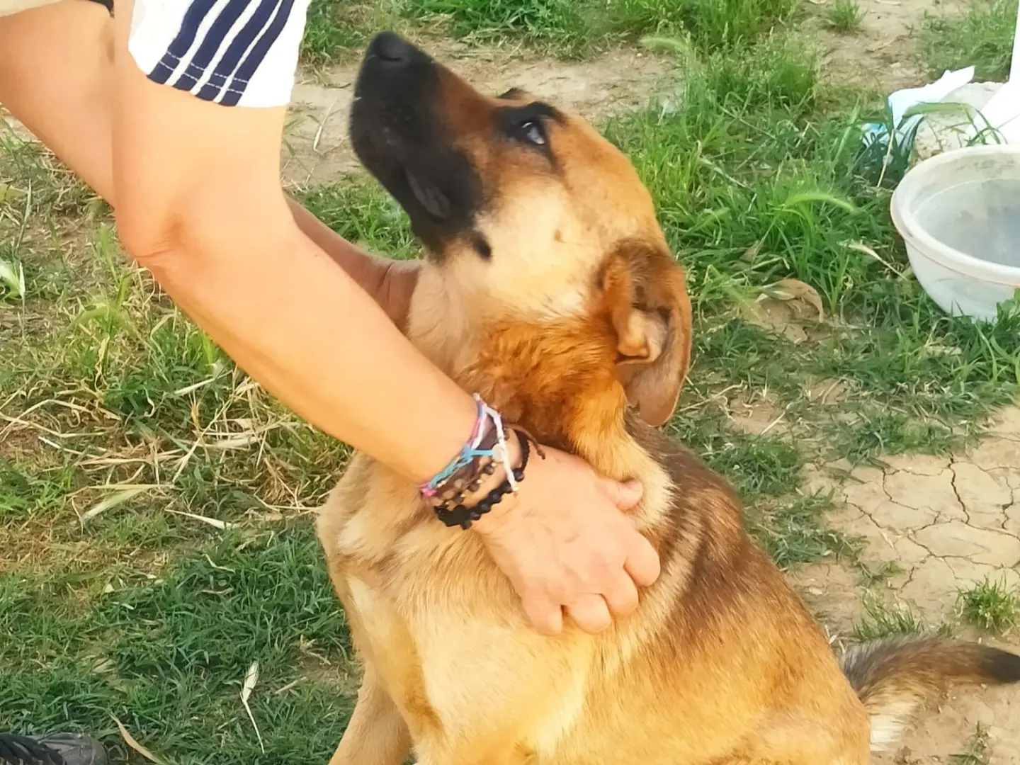 Adotta un cane, maschio, 1 anno e 5 mesi, Roma