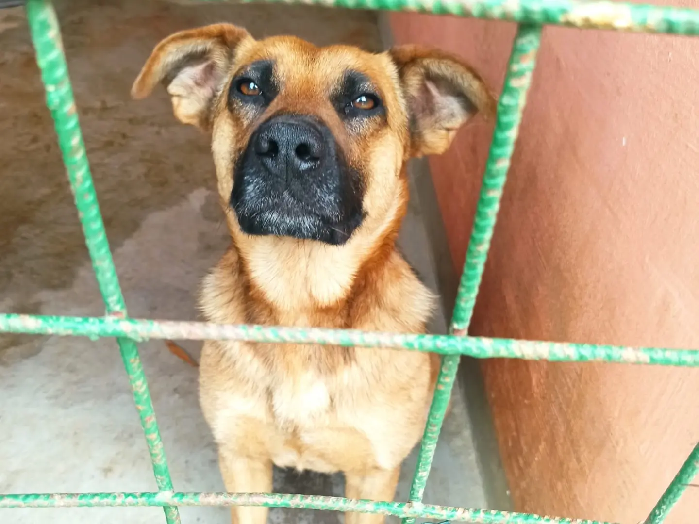 Adozione cane, maschio, Razza sconosciuta Razza sconosciuta, 1 anno e 5 mesi, taglia media contenuta, Roma