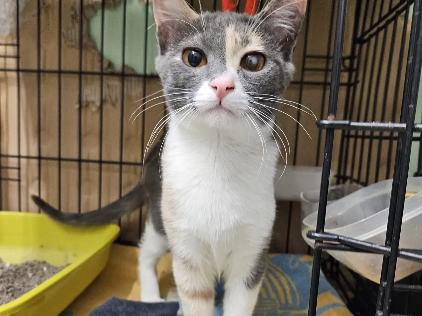 Adozione gatto, femmina, Razza sconosciuta Razza sconosciuta, 1 anno e 8 mesi, taglia non valida, Chieti