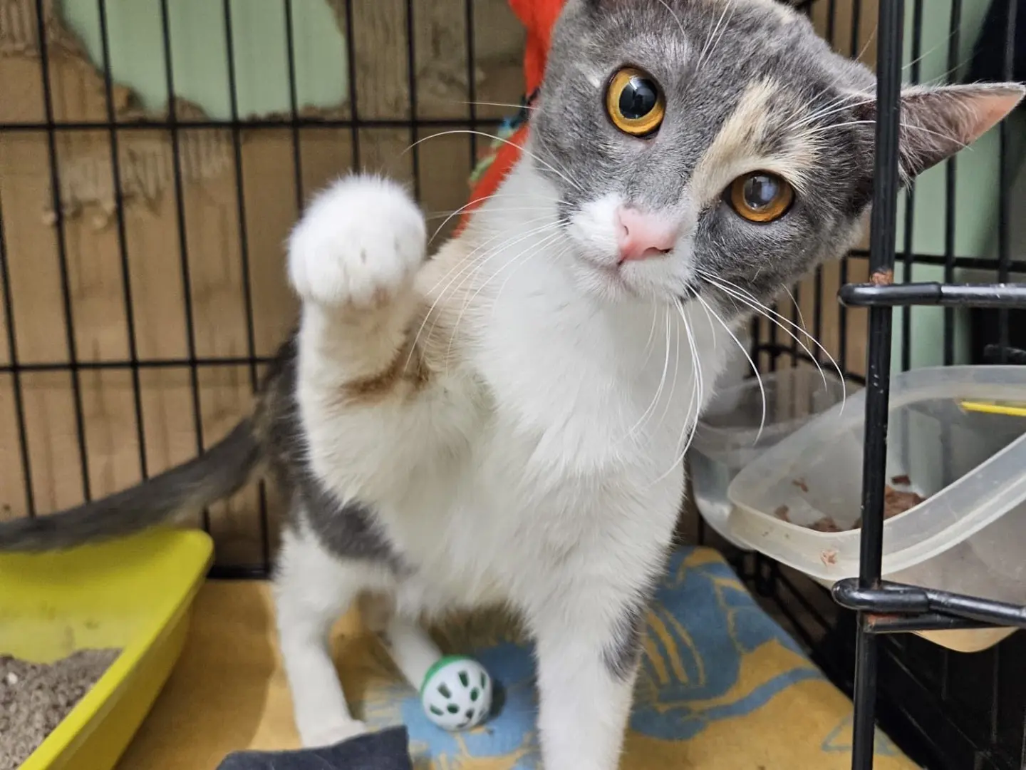 Adotta un gatto, femmina, 1 anno e 8 mesi, Chieti