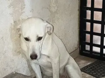 Adotta un cane, taglia media, femmina, Frosinone