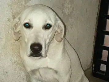 Adozione cane, femmina, Labrador Retriever Razza sconosciuta, 1 anno e 7 mesi, taglia media, Frosinone