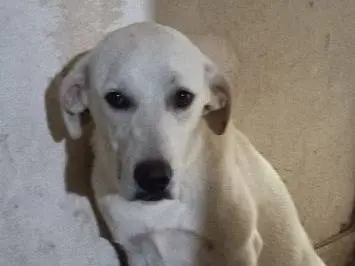Adotta il cane Dana a Frosinone