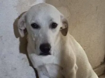 Adotta un cane, femmina, 1 anno e 7 mesi, Frosinone