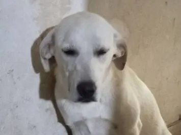 Vuoi adottare un cane a Frosinone?