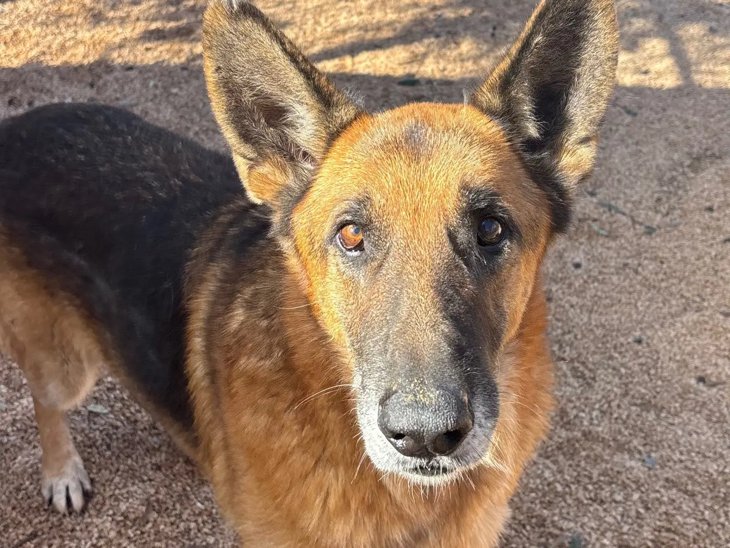 Adozione cane, maschio, Pastore tedesco Razza sconosciuta, 8 anni e 2 mesi, taglia grande, Taranto