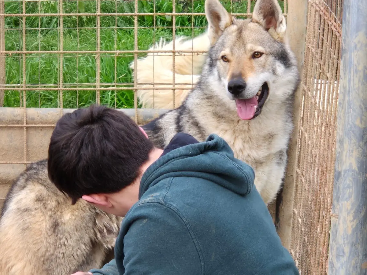 Adozione cane, maschio, Cane lupo Cecoslovacco Razza sconosciuta, 2 anni e 7 mesi, taglia gigante, Roma