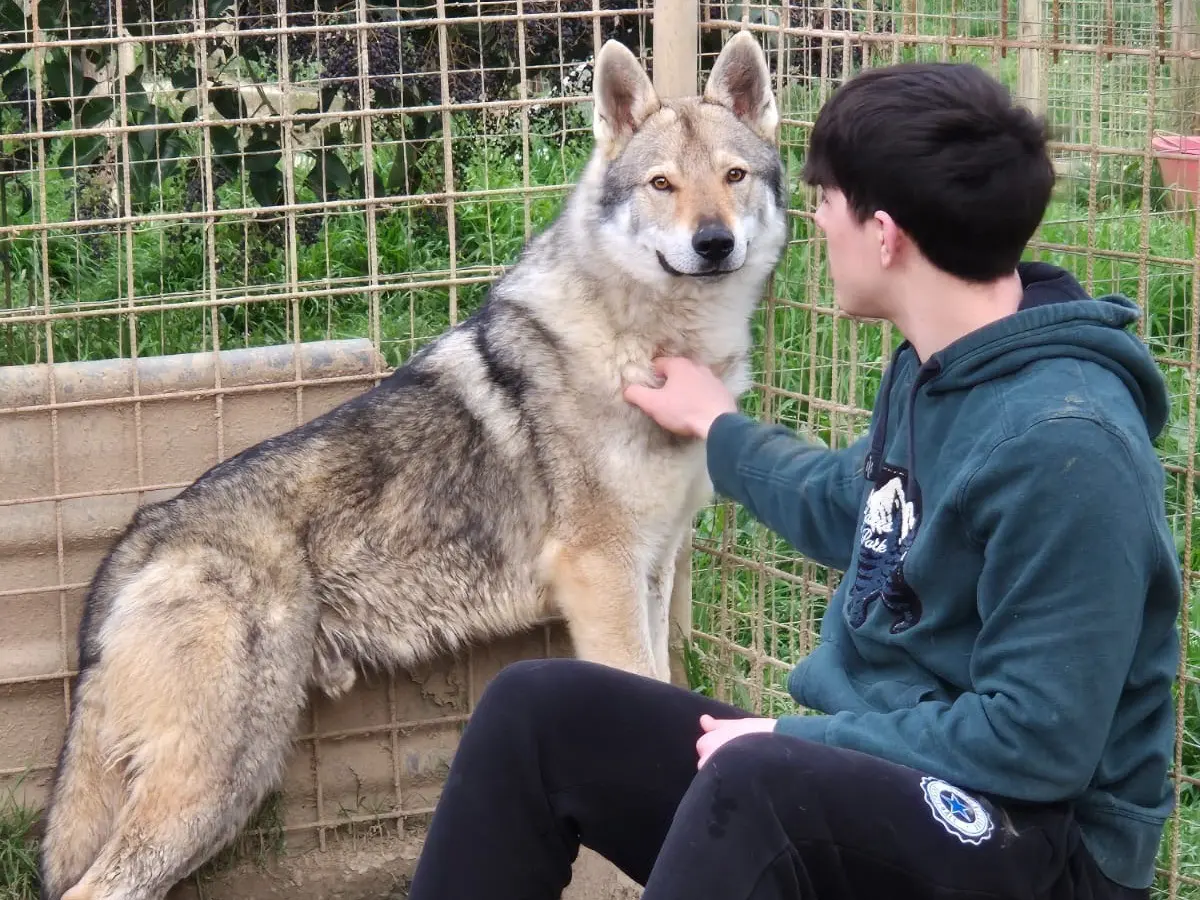 Adotta un cane, maschio, 2 anni e 7 mesi, Roma