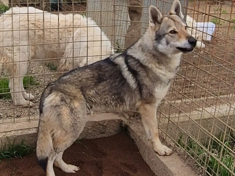 Adotta un cane, taglia gigante, maschio, Roma