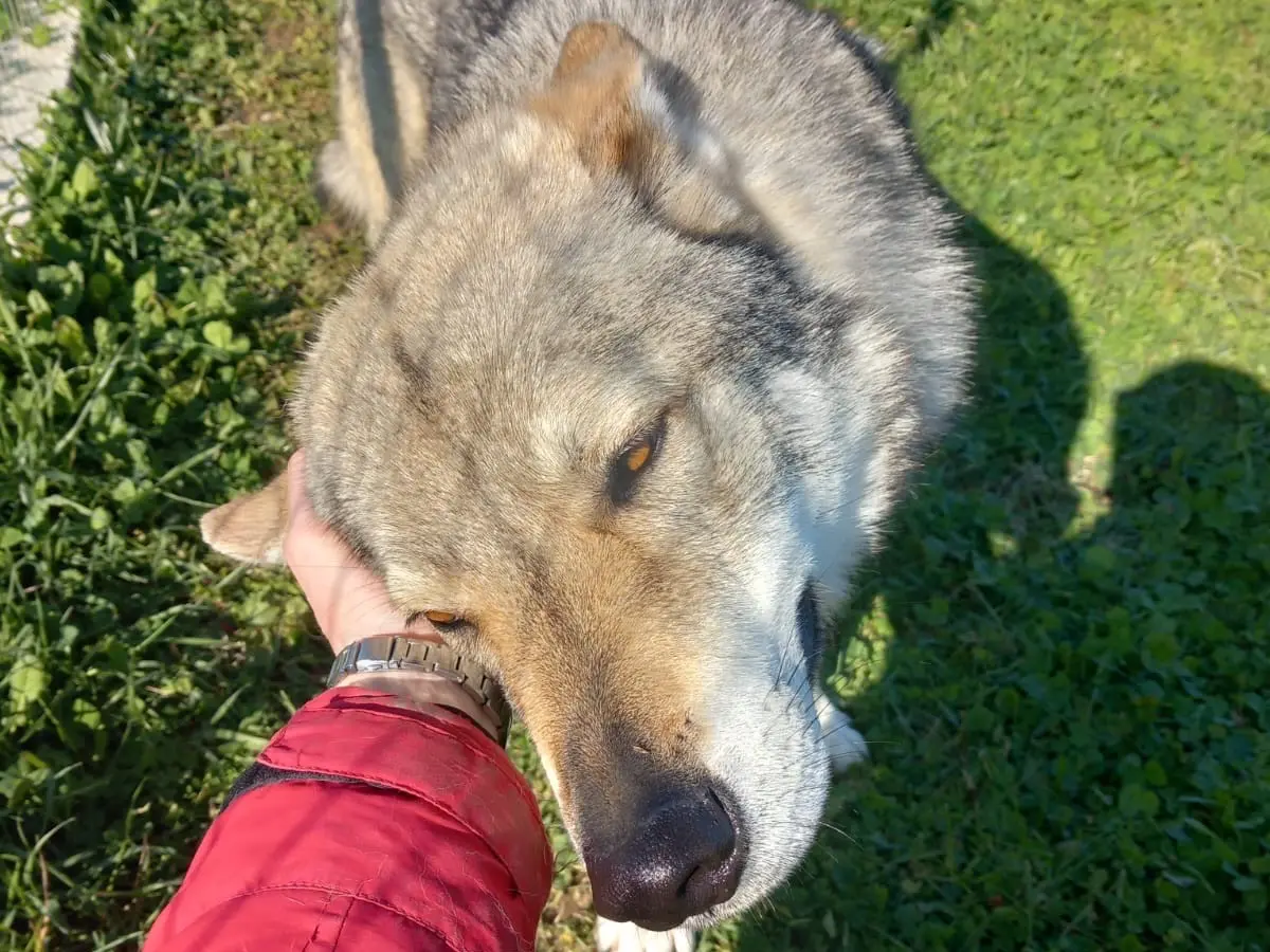 Vuoi adottare un cane a Roma?