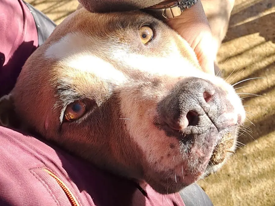 Adotta il cane Chicca a Roma