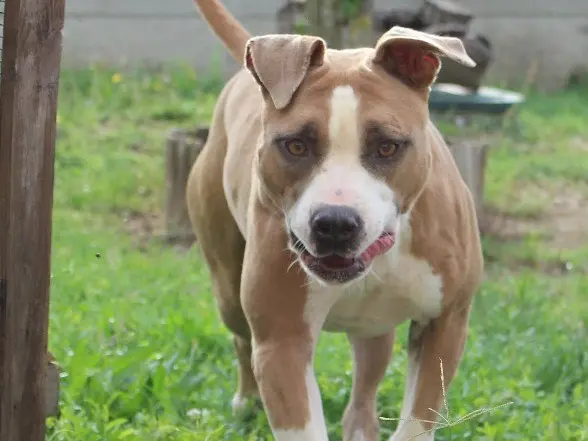 Adotta un cane, femmina, 8 anni e 9 mesi, Roma